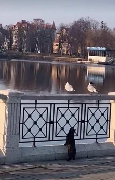 CaT GeTs dEsTrOyEd bY a BoMb