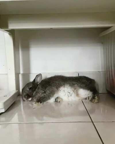 weekdays mean nothing when you’re a bunny. this is karipap (curry empanada).