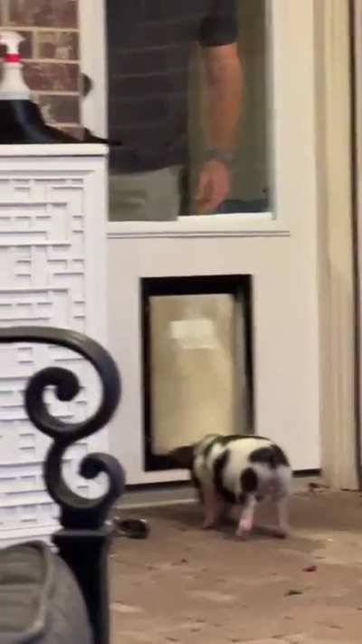 Dog teaches little piggy how to use the Doggy Door