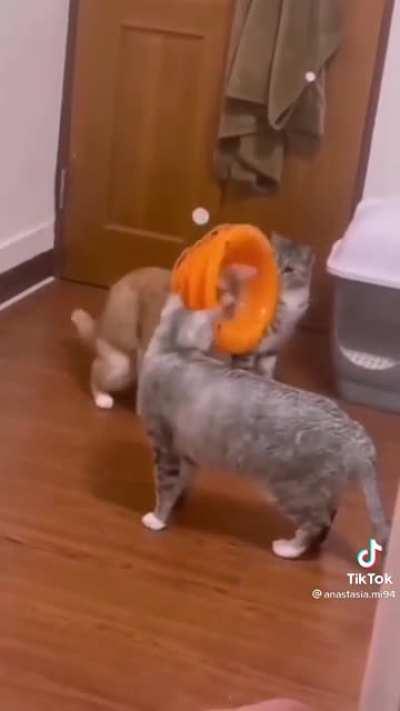 That one cat who got BONKED