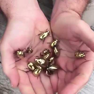 Charidotella Sexpunctata,The Golden Tortoise Beetle