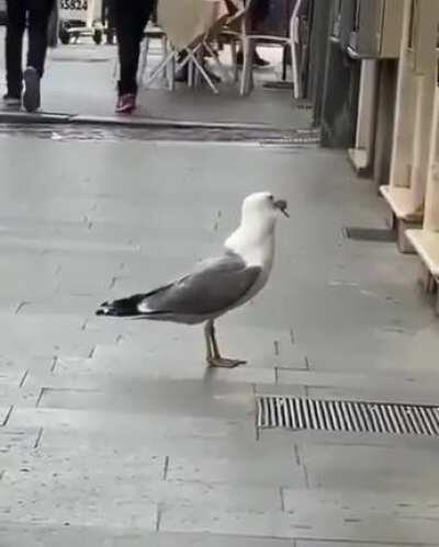 Зря Рататуй приехал в Италию.