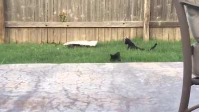 Yard Sharks Spot Something Fishy..