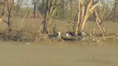 Russian infantryman shot by Ukrainian sniper. date and location unknown.