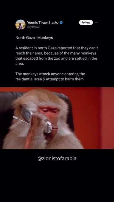 קופים ציונים במ