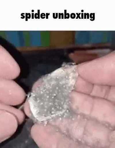 Spider unboxing