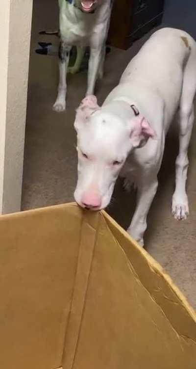 Wait for it………..