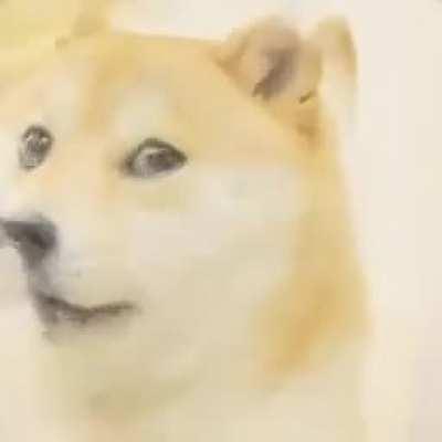 Doge learned how to beatbox!