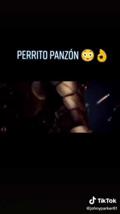 Todo panzón