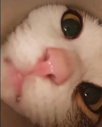 kittens has so cute face