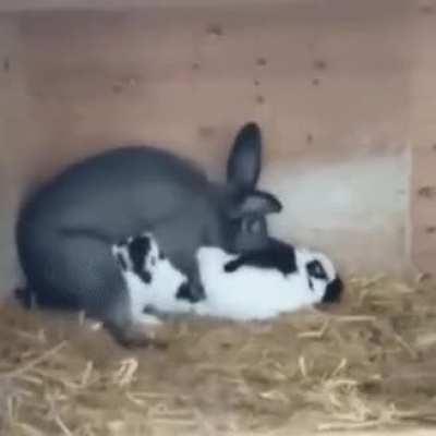 RaBbIt DiEs AfTeR tHe FiNaL aTtEmPt To PrOdUcE hIs OfFsPrInG