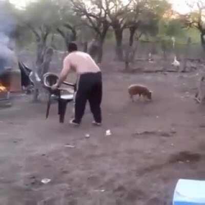 Capturing a helpless little pig.