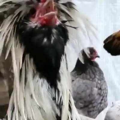 Made this video of my chickens a couple years back... thought you all might enjoy lol