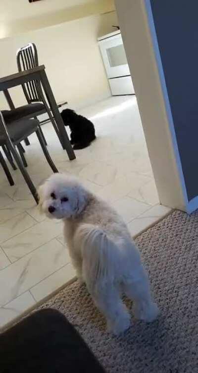 My nose hurt afterwards, but puppy.