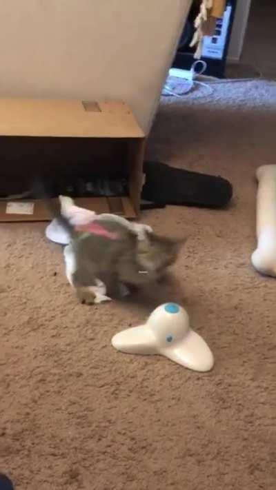 Chonklate Chip loves his butterfly toy