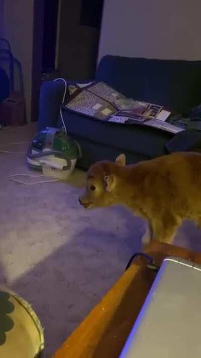 Baby calf born on the coldest night of the year. Only 25 lbs but what a fighter.