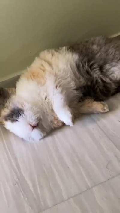 Life must be so hard being a bunny