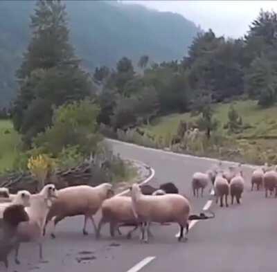 A day in the life of a shepherd.