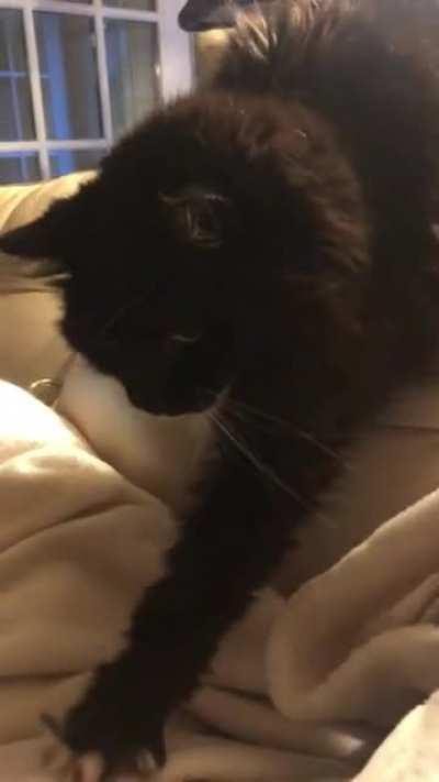 She taps first to make sure it’s ok to descend onto my lap.