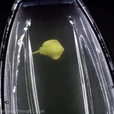 Stingray would be one of the least terrifying things to see.