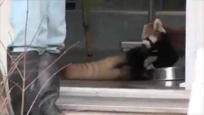Red panda gets a fright