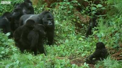 A troop of silverback gorillas examining a remote-controlled robotic gorilla