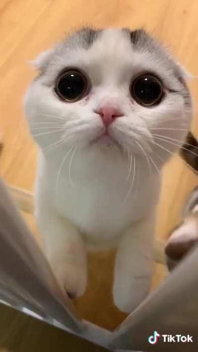 You Are So Cute, My Sweet Cat