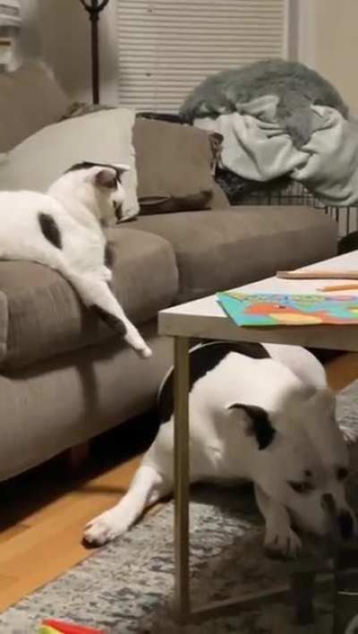 Cat commands dog to lie down