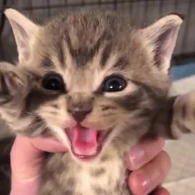 careful now, he's growing up to be a ferocious one.