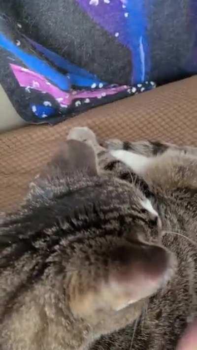 bento wasn't as delayed on his wake up this time