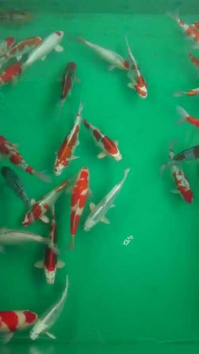 Koi back in the house ponds after spending the summer in the conditioning ponds. Japan.