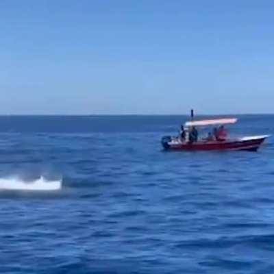 🔥 Killer Whale leaps in air while hunting dolphins