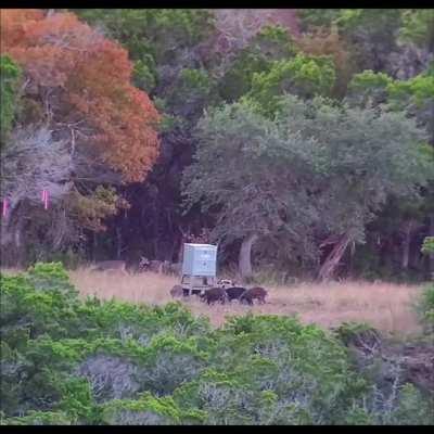 Smoking Hog at 668 yards - Bullet Trace