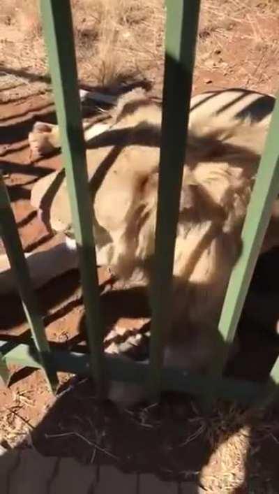 Idiot tries to pet a lion