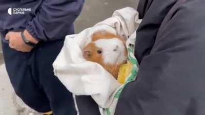Every life is important ❤️ Three people and one guinea pig were rescued from the rubble of a high-rise building in the center of Kharkiv after a rocket attack in the morning, September 6.