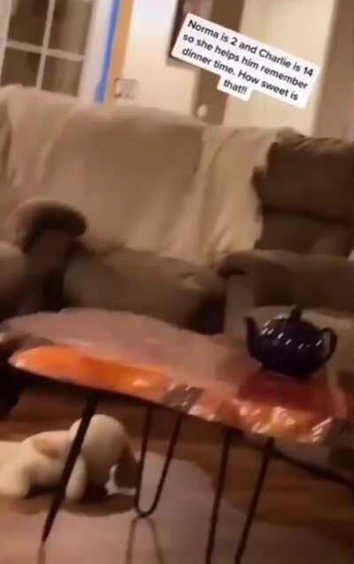 Norma, 2yo and Charlie, 14yo. Norma helps his older pal remember dinner time