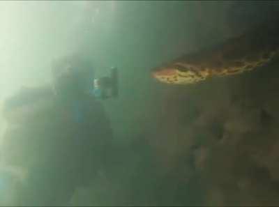 Diver encounters gigantic anaconda in a brazilian river