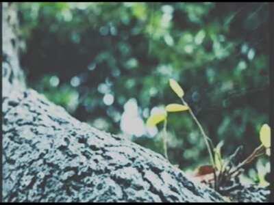 R A I N D R O P (Vaporwave VHS, Headphones Recommended)