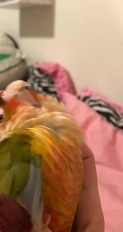 Over dramatic scritches💛