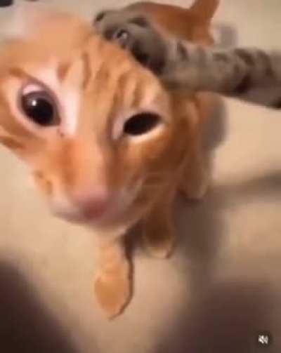 my revenge is inevitable and not even death can stop my indomitable spirit