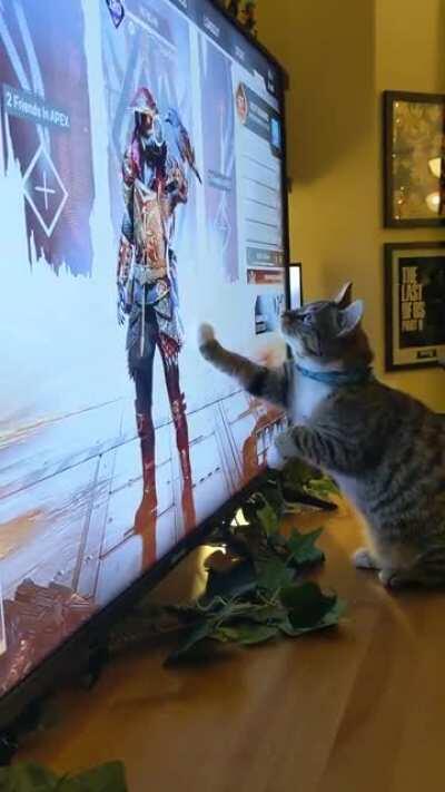 Don't know if this is allowed on here, but thought you'd appreciate my cat trying to catch Bloodhound's raven.