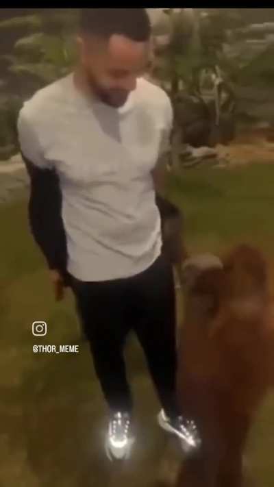 Somos mais burros que os macacos?