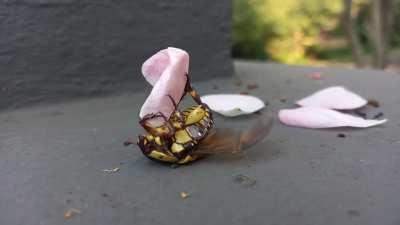 what's he doing? He doesn't want helping up