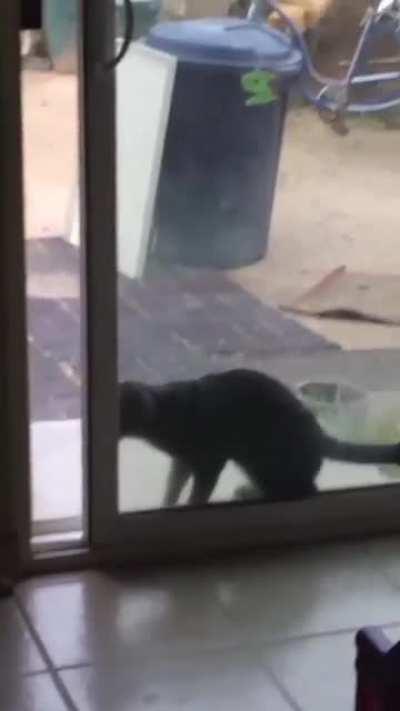 Catculations gone wrong