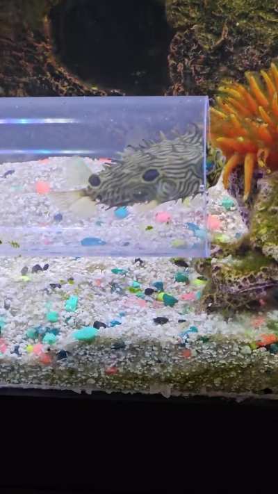 18 PUFFERS, OTHER RANDOM FISH, AND AN AXOLOTL
