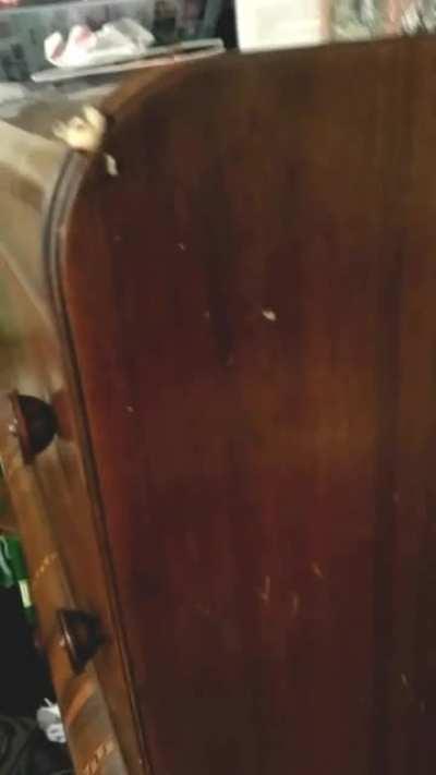 Use Walnuts or Pecans to Hide Scratches In Wood Furniture Instantly!!!