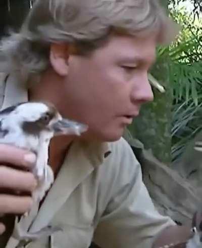 The time Steve Irwin broke up a kookaburra fight.
