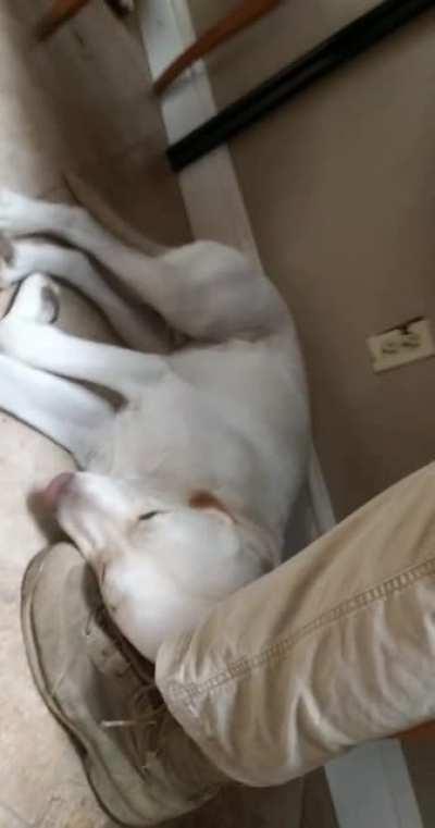 Finished my lunch, but now I can't move my feet