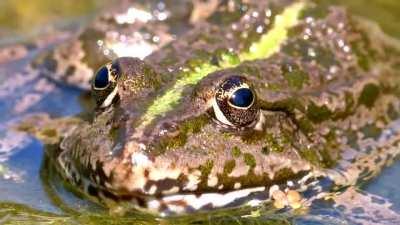 Green frog in the river close up
