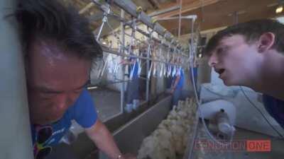 WCGW locking yourself to the conveyor on a chicken farm?